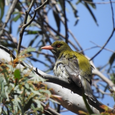 Oriolus sagittatus (Olive-backed Oriole) at Bundanoon, NSW - 29 Nov 2021 by GlossyGal