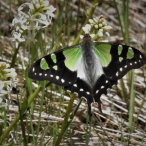 Graphium macleayanum at Cotter River, ACT - 29 Nov 2021 11:29 AM