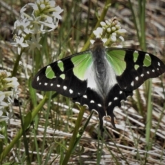 Graphium macleayanum (Macleay's Swallowtail) at Cotter River, ACT - 29 Nov 2021 by JohnBundock