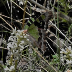 Graphium macleayanum at Cotter River, ACT - 29 Nov 2021 11:29 AM