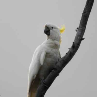 Cacatua galerita (Sulphur-crested Cockatoo) at Kambah, ACT - 29 Nov 2021 by MatthewFrawley