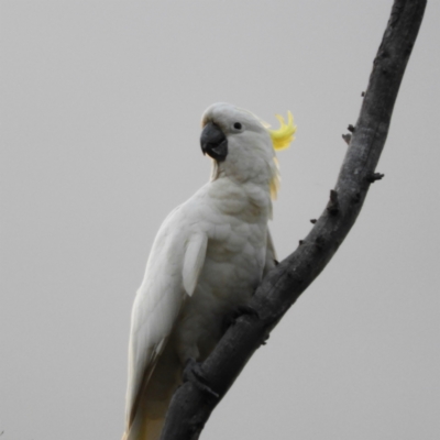 Cacatua galerita (Sulphur-crested Cockatoo) at Mount Taylor - 29 Nov 2021 by MatthewFrawley