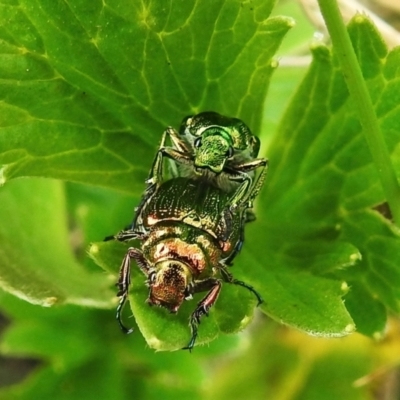 Diphucephala sp. (genus) (Green Scarab Beetle) at Namadgi National Park - 29 Nov 2021 by JohnBundock