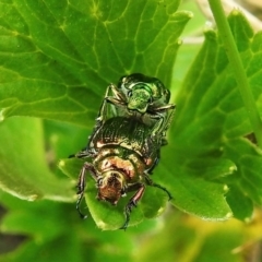 Diphucephala sp. (genus) (Green Scarab Beetle) at Cotter River, ACT - 29 Nov 2021 by JohnBundock