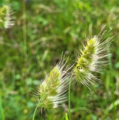 Cynosurus echinatus (Rough Dog's Tail Grass) at Block 402 - 30 Nov 2021 by trevorpreston