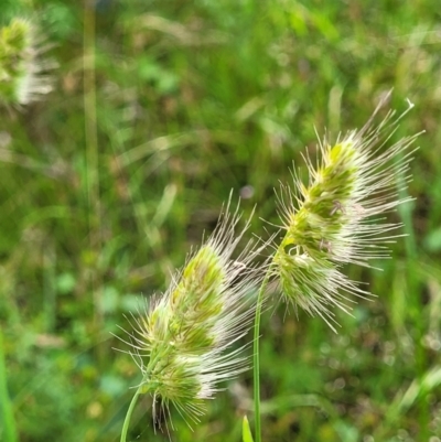 Cynosurus echinatus (Rough Dog's Tail Grass) at Block 402 - 30 Nov 2021 by trevorpreston