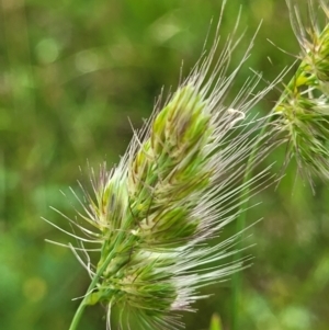 Cynosurus echinatus at Stromlo, ACT - 30 Nov 2021