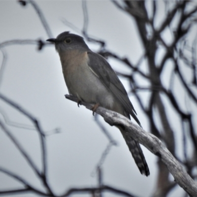 Cacomantis flabelliformis (Fan-tailed Cuckoo) at Namadgi National Park - 29 Nov 2021 by JohnBundock