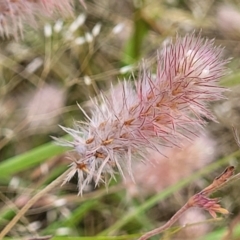 Trifolium arvense (Haresfoot Clover) at Stromlo, ACT - 30 Nov 2021 by trevorpreston