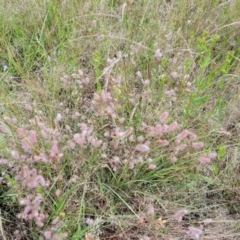 Trifolium arvense at Stromlo, ACT - 30 Nov 2021