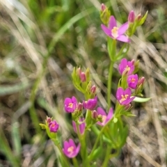 Centaurium sp. (Centaury) at Block 402 - 30 Nov 2021 by trevorpreston