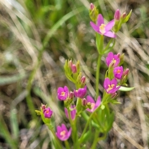 Centaurium sp. at Stromlo, ACT - 30 Nov 2021