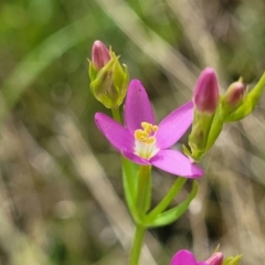 Centaurium sp. at Stromlo, ACT - 30 Nov 2021