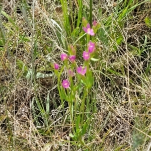 Centaurium sp. at Stromlo, ACT - 30 Nov 2021