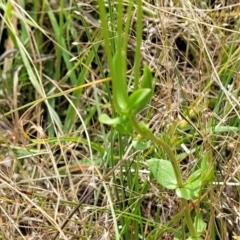 Centaurium sp. at Stromlo, ACT - 30 Nov 2021