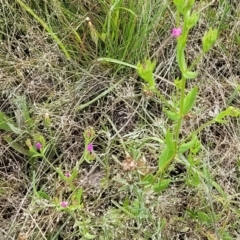 Centaurium sp. at Stromlo, ACT - 30 Nov 2021