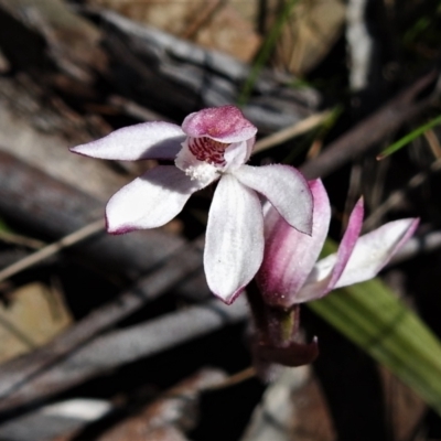 Caladenia alpina (Mountain Caps) at Cotter River, ACT - 29 Nov 2021 by JohnBundock