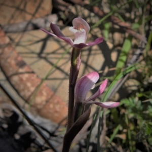 Caladenia alpina at Cotter River, ACT - suppressed