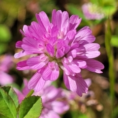 Trifolium resupinatum (Persian Clover, Shaftal Clover) at Stromlo, ACT - 30 Nov 2021 by tpreston