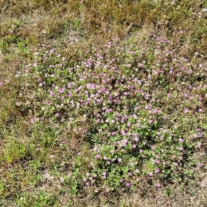 Trifolium resupinatum at Stromlo, ACT - 30 Nov 2021 03:23 PM