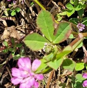 Trifolium resupinatum at Stromlo, ACT - 30 Nov 2021 03:23 PM