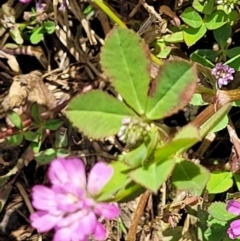 Trifolium resupinatum at Stromlo, ACT - 30 Nov 2021