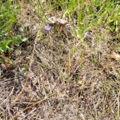 Wahlenbergia multicaulis at Stromlo, ACT - 30 Nov 2021