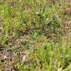 Wahlenbergia multicaulis at Stromlo, ACT - 30 Nov 2021 03:24 PM