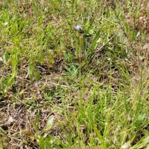 Wahlenbergia multicaulis at Stromlo, ACT - 30 Nov 2021