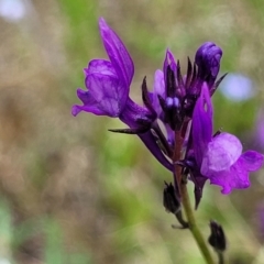 Linaria pelisseriana (Pelisser's Toadflax) at Block 402 - 30 Nov 2021 by trevorpreston