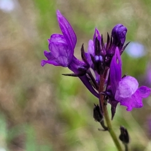 Linaria pelisseriana at Stromlo, ACT - 30 Nov 2021 03:27 PM