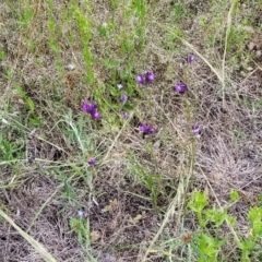 Linaria pelisseriana at Stromlo, ACT - 30 Nov 2021 03:27 PM