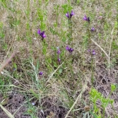 Linaria pelisseriana at Stromlo, ACT - 30 Nov 2021 03:27 PM