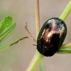 Chrysolina quadrigemina (Greater St Johns Wort beetle) at Block 402 - 30 Nov 2021 by trevorpreston