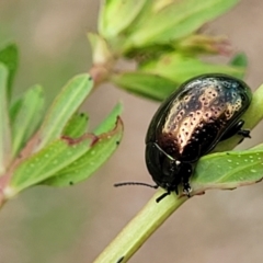 Chrysolina quadrigemina at Stromlo, ACT - 30 Nov 2021 03:28 PM