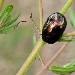 Chrysolina quadrigemina at Stromlo, ACT - 30 Nov 2021