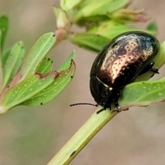 Chrysolina quadrigemina at Stromlo, ACT - 30 Nov 2021