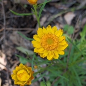 Xerochrysum viscosum at Woomargama, NSW - suppressed