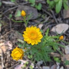 Xerochrysum viscosum at Woomargama, NSW - suppressed