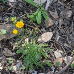 Xerochrysum viscosum at Woomargama, NSW - suppressed