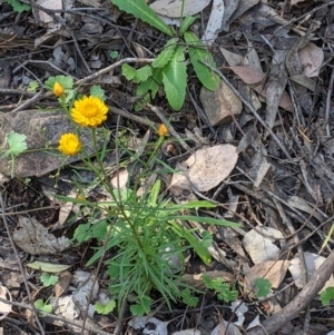 Xerochrysum viscosum at Woomargama, NSW - suppressed