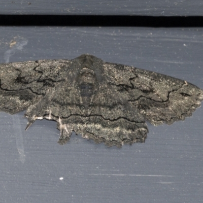 Melanodes anthracitaria (Black Geometrid) at Higgins, ACT - 30 Nov 2021 by AlisonMilton