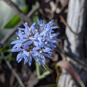 Brunonia australis at Woomargama, NSW - 30 Nov 2021