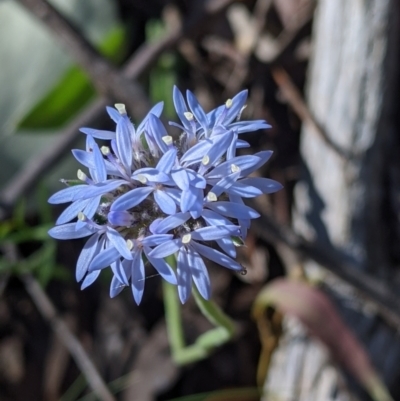 Brunonia australis (Blue Pincushion) at Woomargama, NSW - 30 Nov 2021 by Darcy