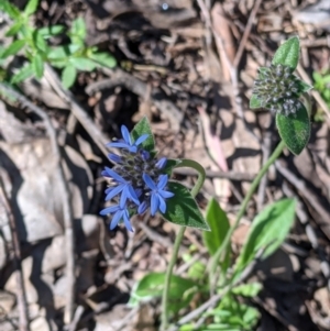 Brunonia australis at Woomargama, NSW - suppressed