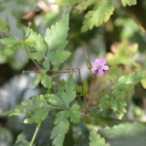 Geranium robertianum at Wamboin, NSW - 25 Dec 2020