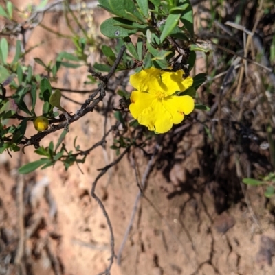Hibbertia obtusifolia (Grey Guinea-flower) at Woomargama National Park - 29 Nov 2021 by Darcy