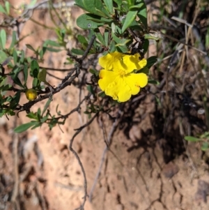 Hibbertia obtusifolia at Woomargama, NSW - 30 Nov 2021