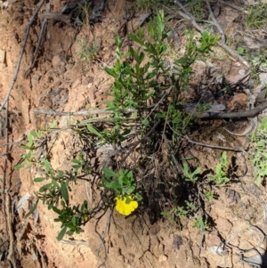 Hibbertia obtusifolia at Woomargama, NSW - 30 Nov 2021 09:36 AM