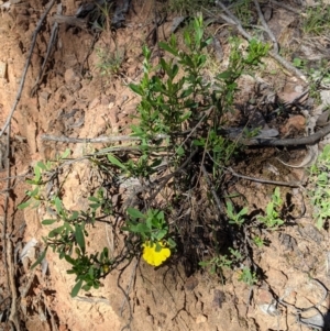 Hibbertia obtusifolia at Woomargama, NSW - 30 Nov 2021